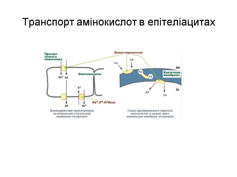 Транспорт амінокислот в епітеліацитах
